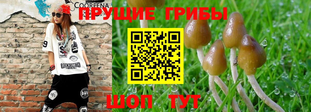 Псилоцибиновые грибы GOLDEN TEACHER Нововоронеж